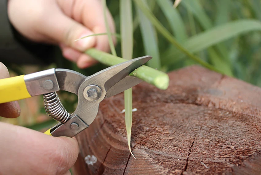 Branch Pruning Shears Labor-Saving Branch Shear Gardening Pruning Scissor Fruit Picking Bonsai Tools Gardening Shears HTB1V7hOXZ VK1Rjy0Foq6xIxVXan